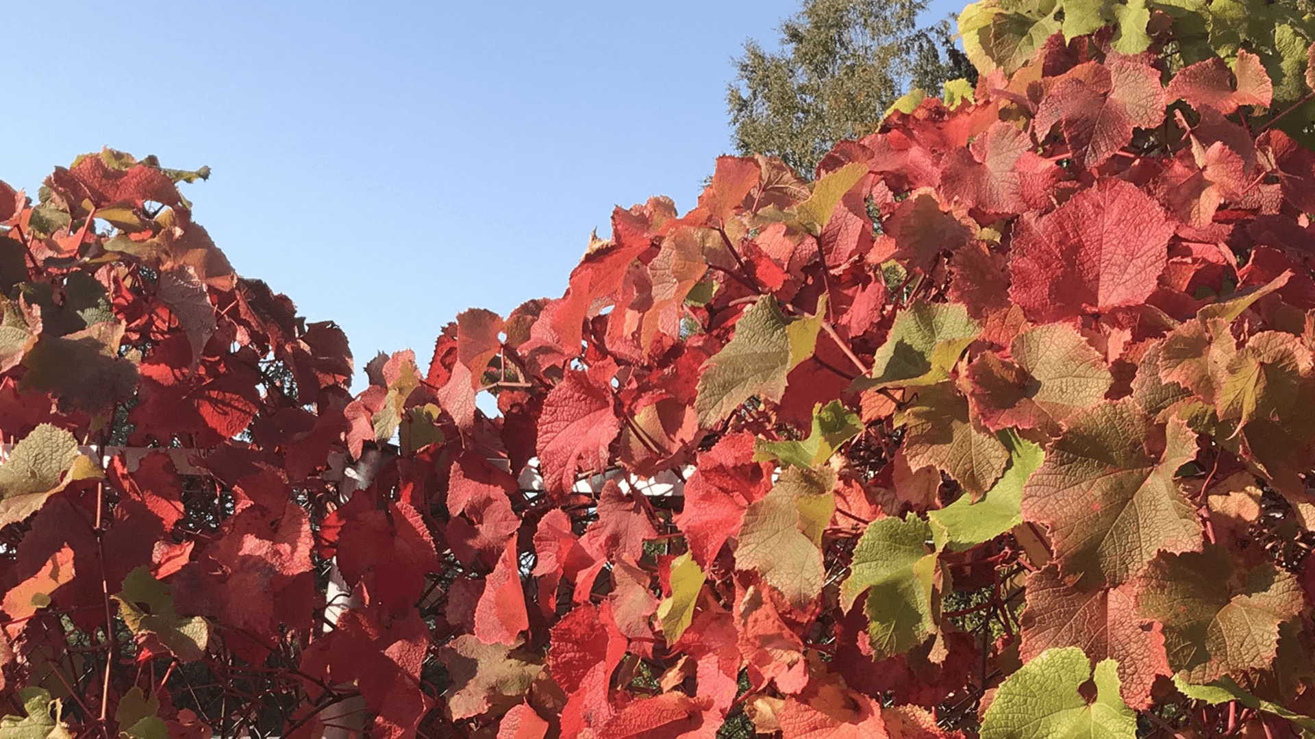 Neljän vuodenajan piha – näin puutarha elää talvesta kevääseen, osa 2/2