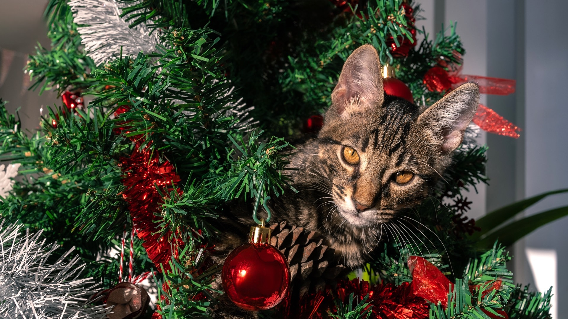 a-cute-kitty-on-christmas-tree-playfully-breaking