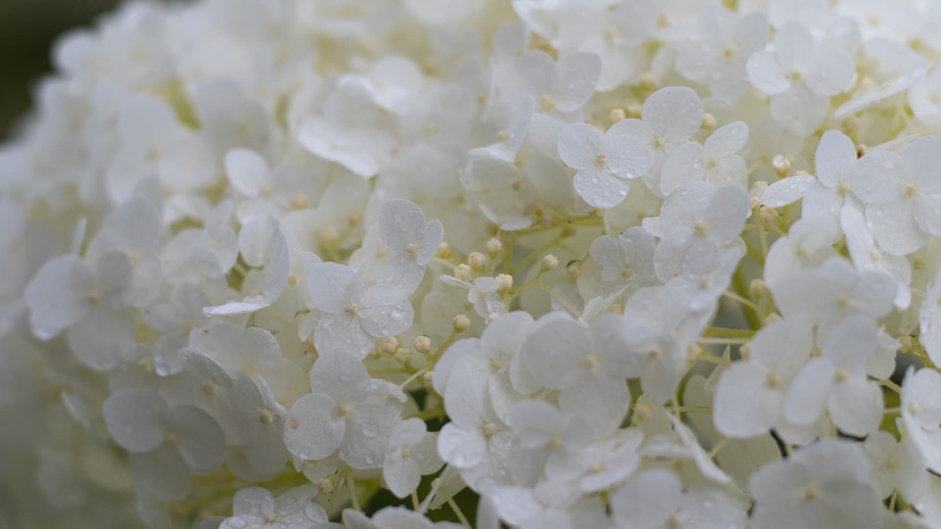 annabelle valkoinen hortensia