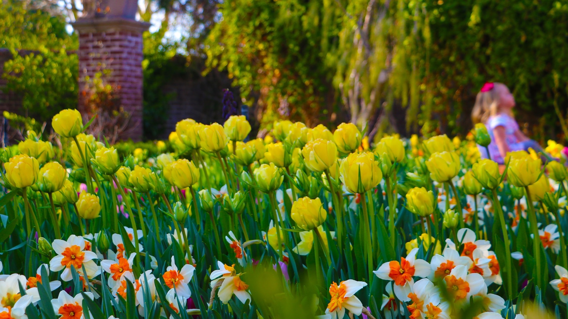 blooming-tulips-and-daffodils-in-a-garden-in-sprin-2024-12-06-06-56-59-utc