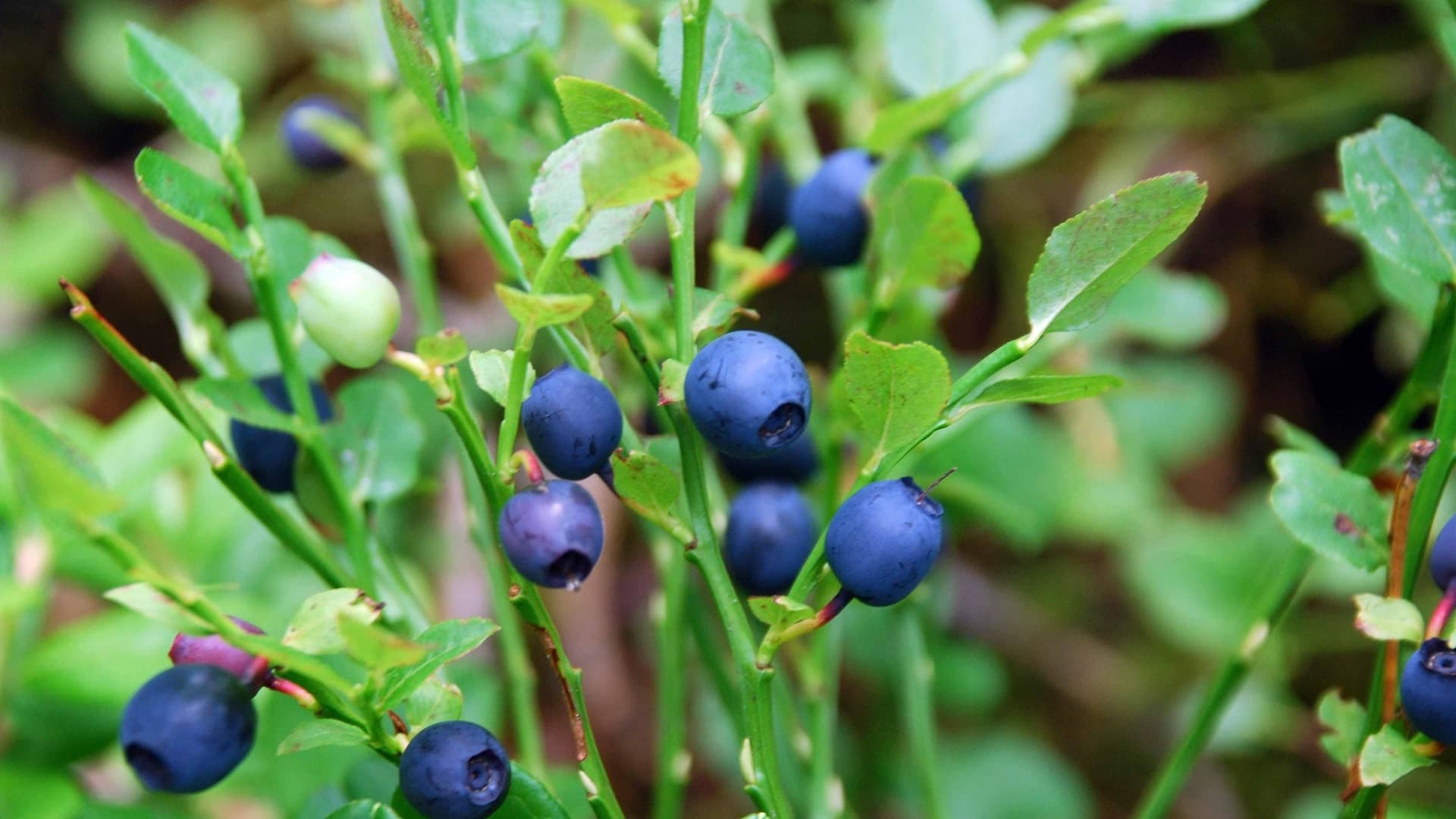 Metsän aarre: mustikan ravitsemukselliset ja perinteiset hyödyt