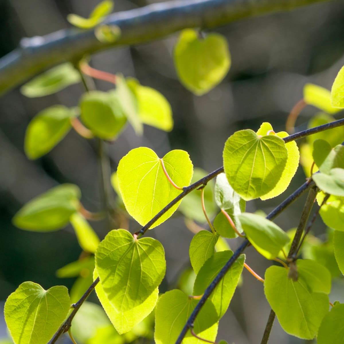 <p data-block-key="d7ivf">Katsura (Cercidiphyllum japonicum) yllättää syksyllä lehtiensä karamellimaisella tuoksulla.</p>