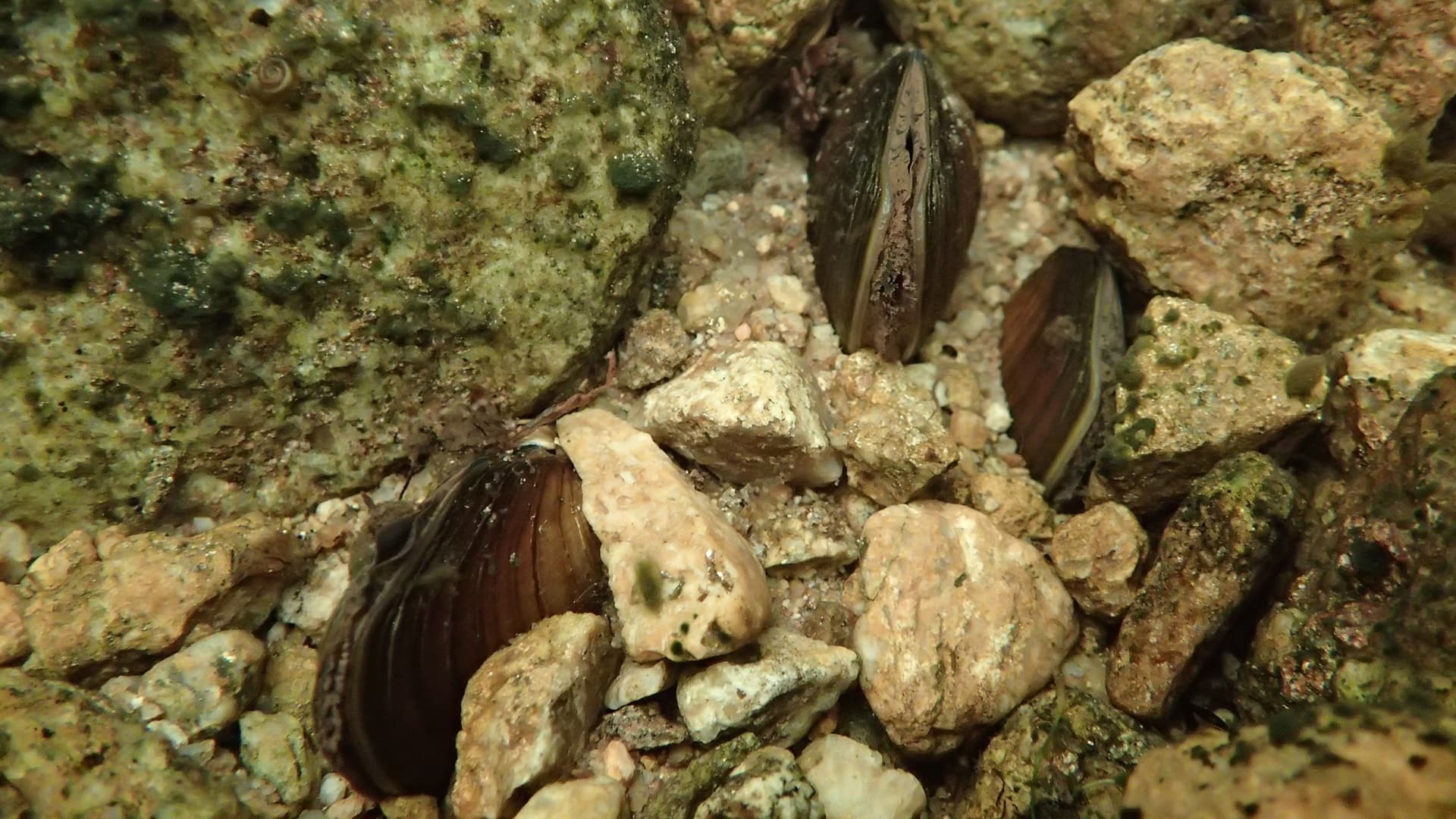 Ivalojoelta merkittävä löytö: aiemmin tuntematon jokihelmisimpukkakanta havaittu