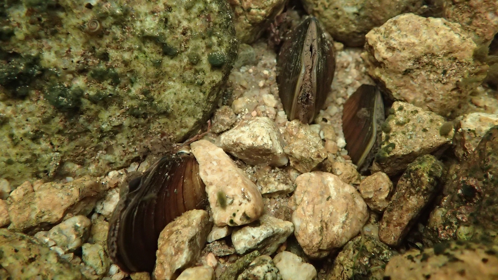 raakku- eli jokihelmisimpukkapopulaatio