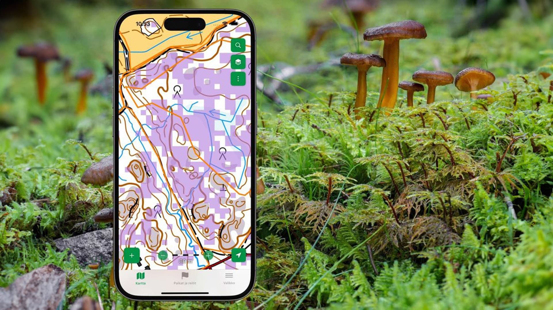 Löydä suppilovahverot helposti – uusi kartta apuna sieniretkellä