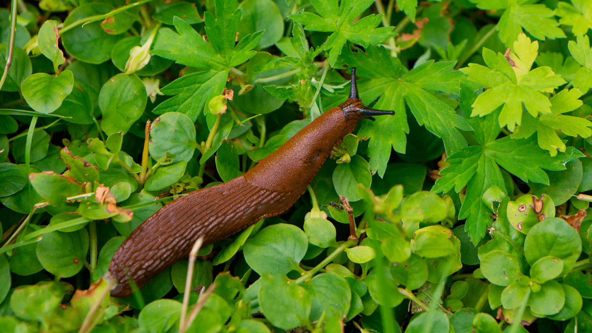 <p data-block-key="0n2wo"><b>Espanjansiruetana</b> (<i>Arion vulgaris</i>). (Kuva Adobe Stock)</p>