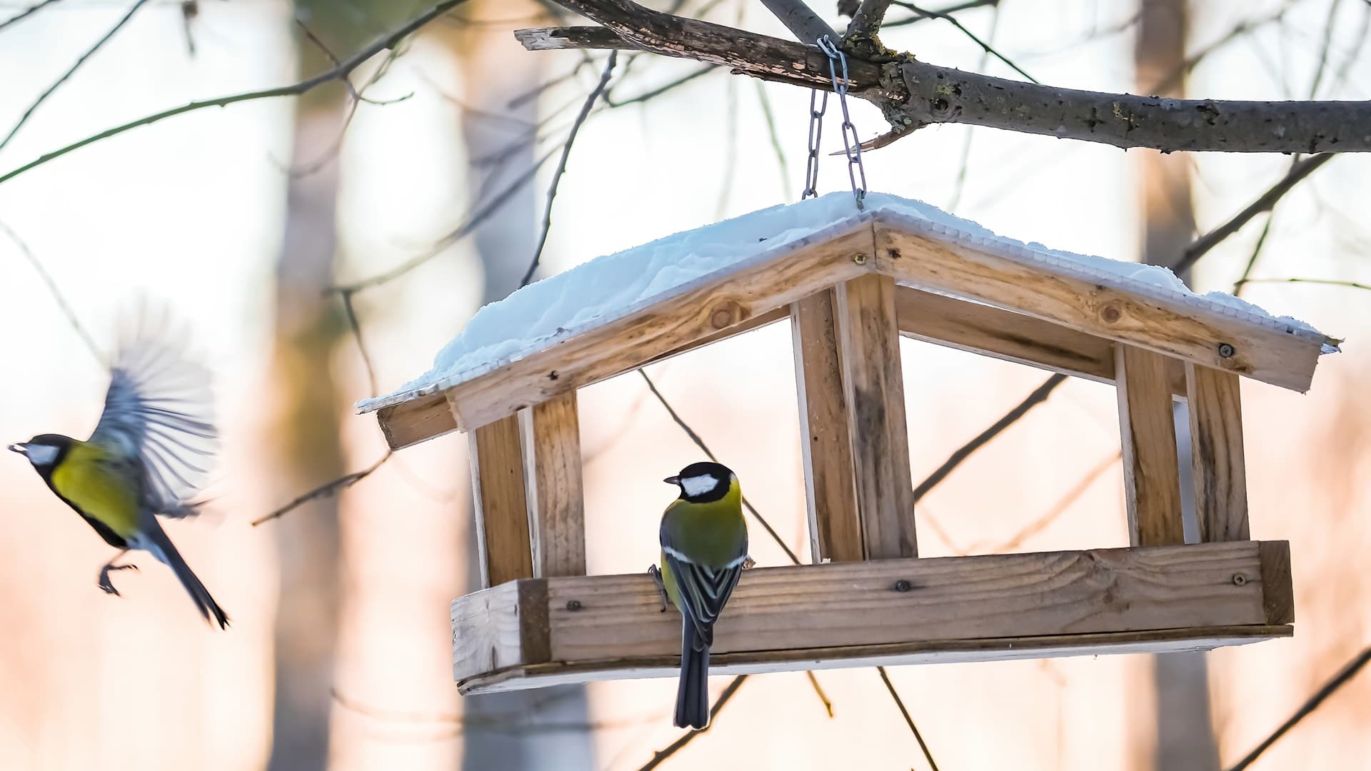Säännöllinen ruokinta auttaa lintuja talvella