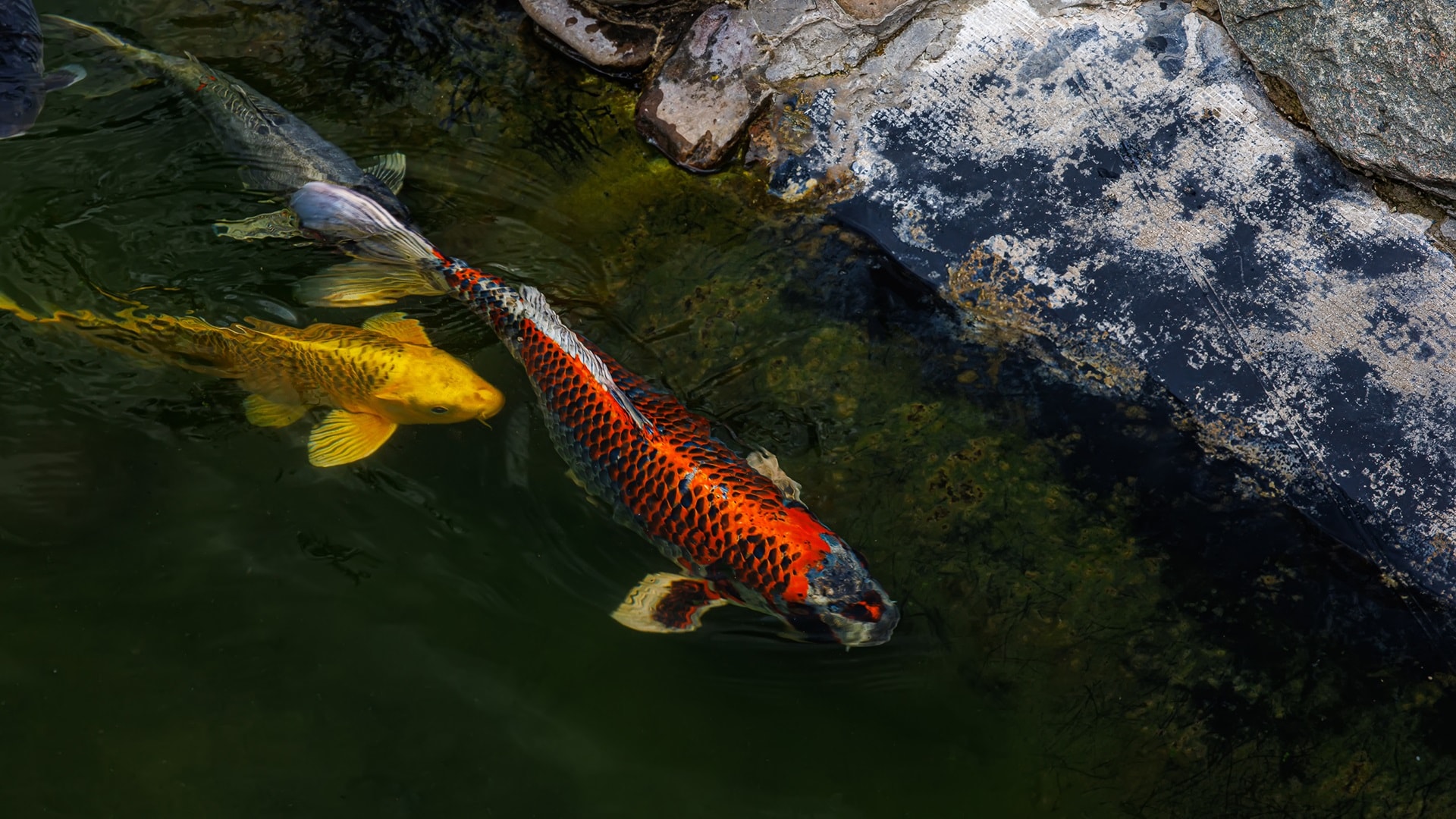 fish-swim-near-the-shore-koi-carp-are-ornamental-2025-03-06-15-58-08-utc.jpg