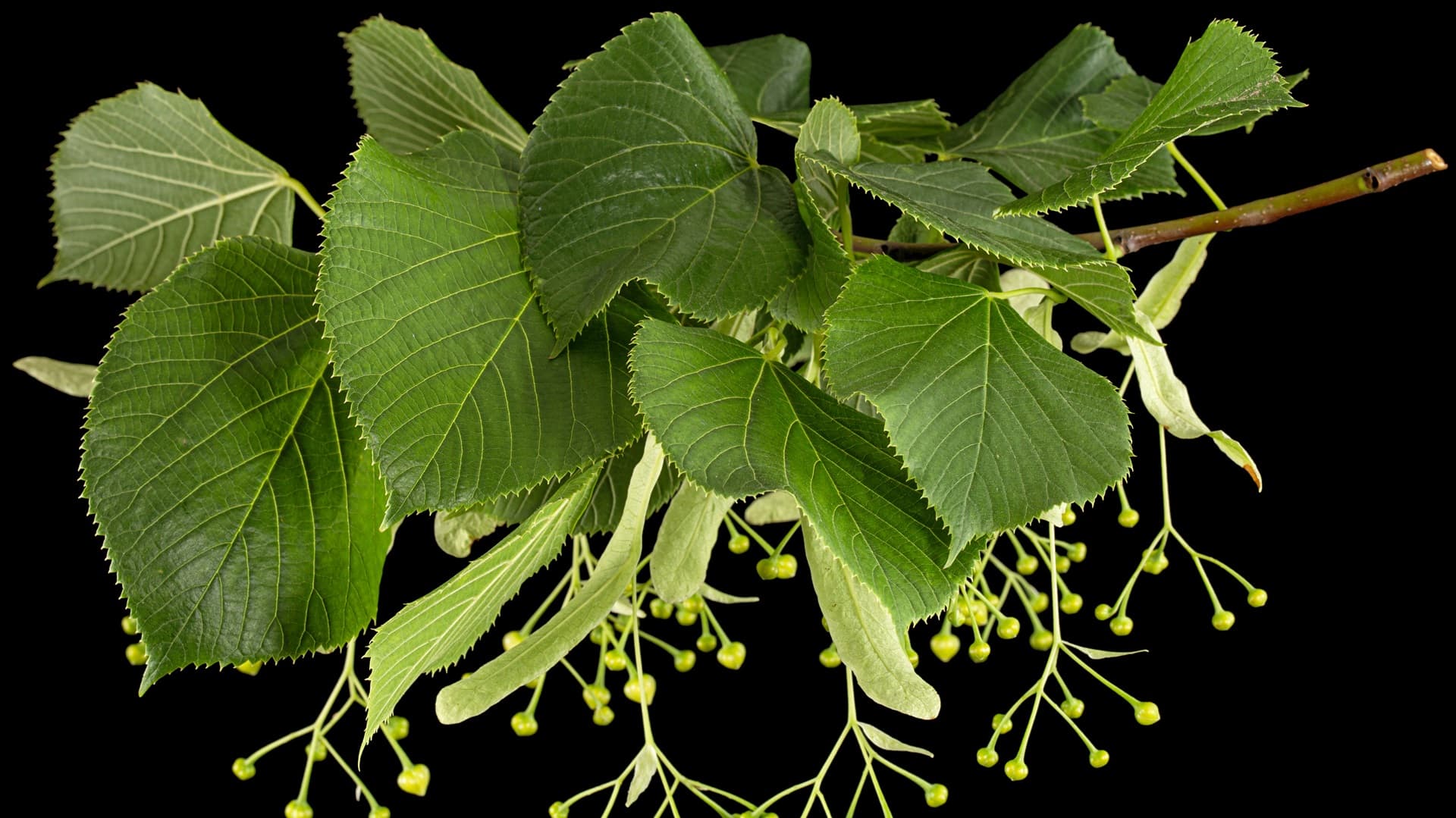 Lehmuksen juurivesoista uusi puu – onnistu vaihe vaiheelta – asiantuntija vastaa