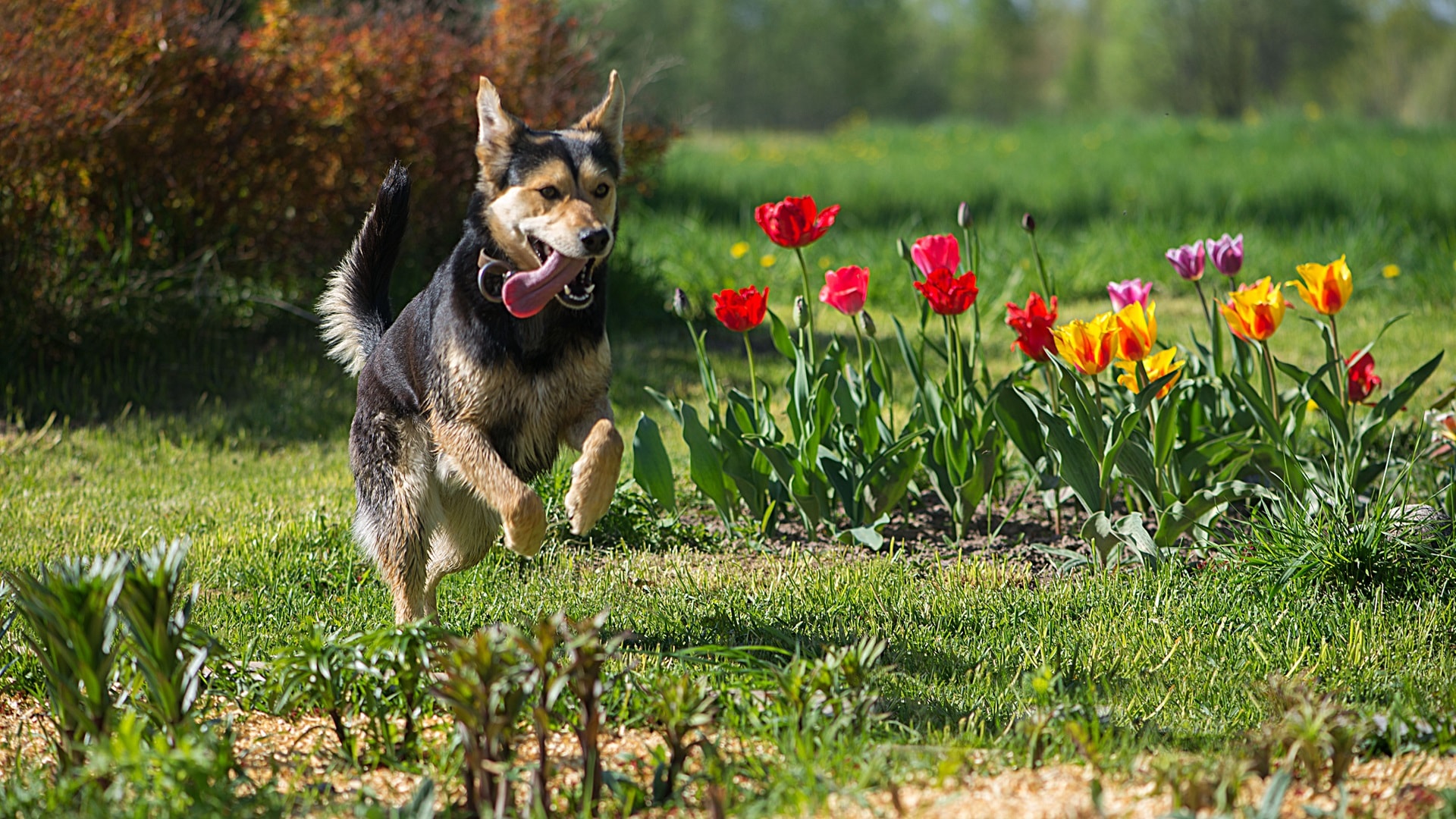 happy-dog-nominated-2025-03-09-13-06-43-utc.jpg