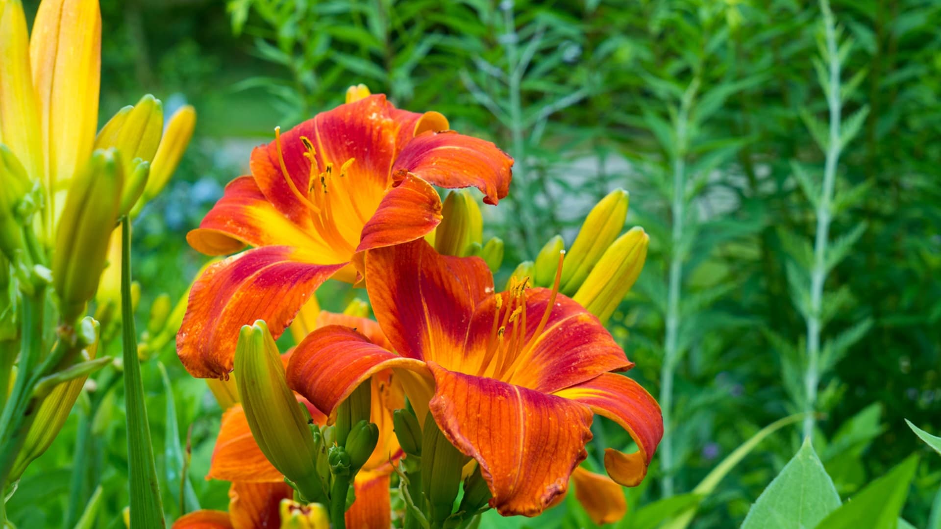 <p data-block-key="uonur">Päivänliljat (Hemerocallis) tuottavat runsaasti kukkia, joiden olemus on napakka, vihannesmainen ja rapea. Ne soveltuvat tuorekäyttöön ja vaikkapa friteerattuina. Niitä voi syödä sekä raakana että paahdettuna, samoin kuin nuppujakin, joiden maku muistuttaa vihreitä papuja. (Kuva: iStock)</p>