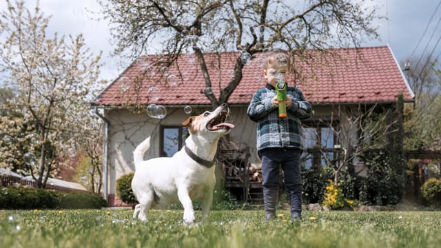 Poika puhaltaa saippuakuplia ja koira hyppii