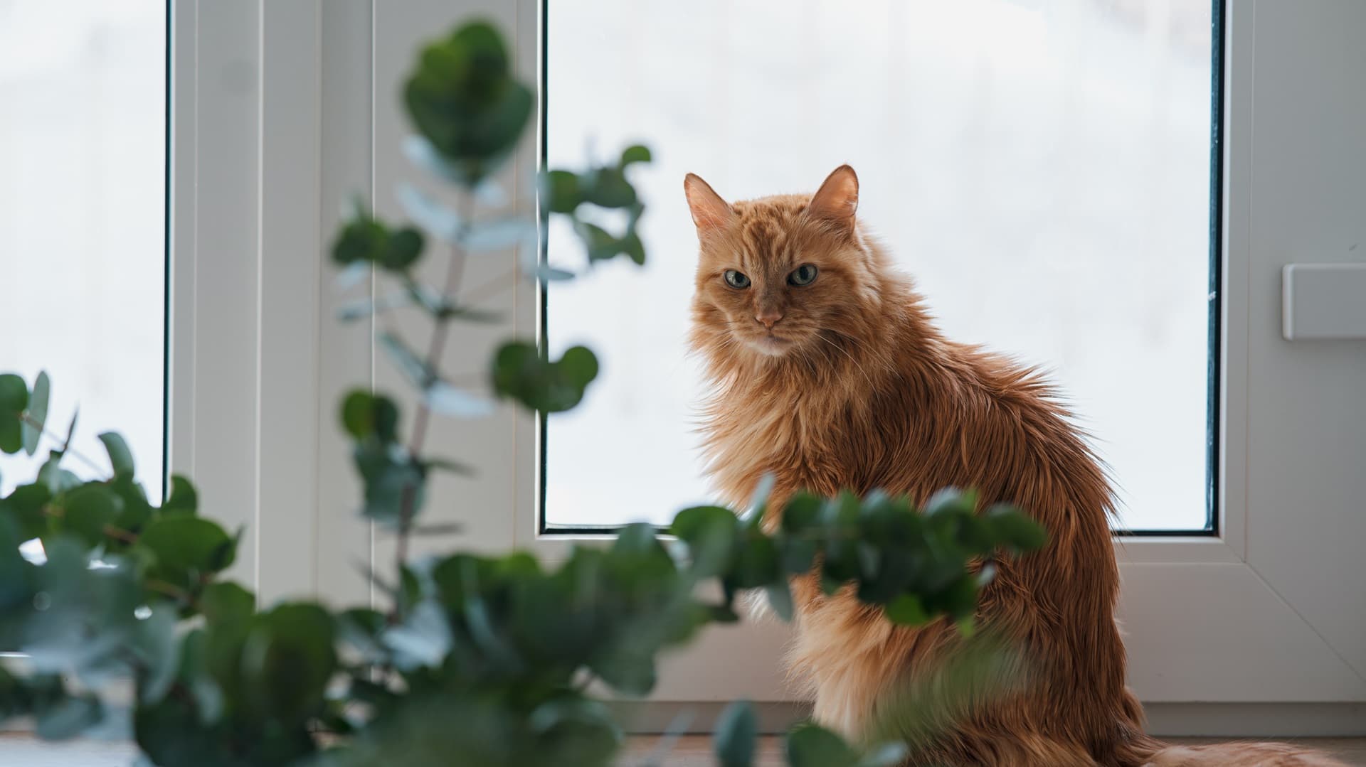 inkkured-domestic-senior-cat-waiting-spring-on-windowsi-2025-01-08-22-39-57-utc.jpg