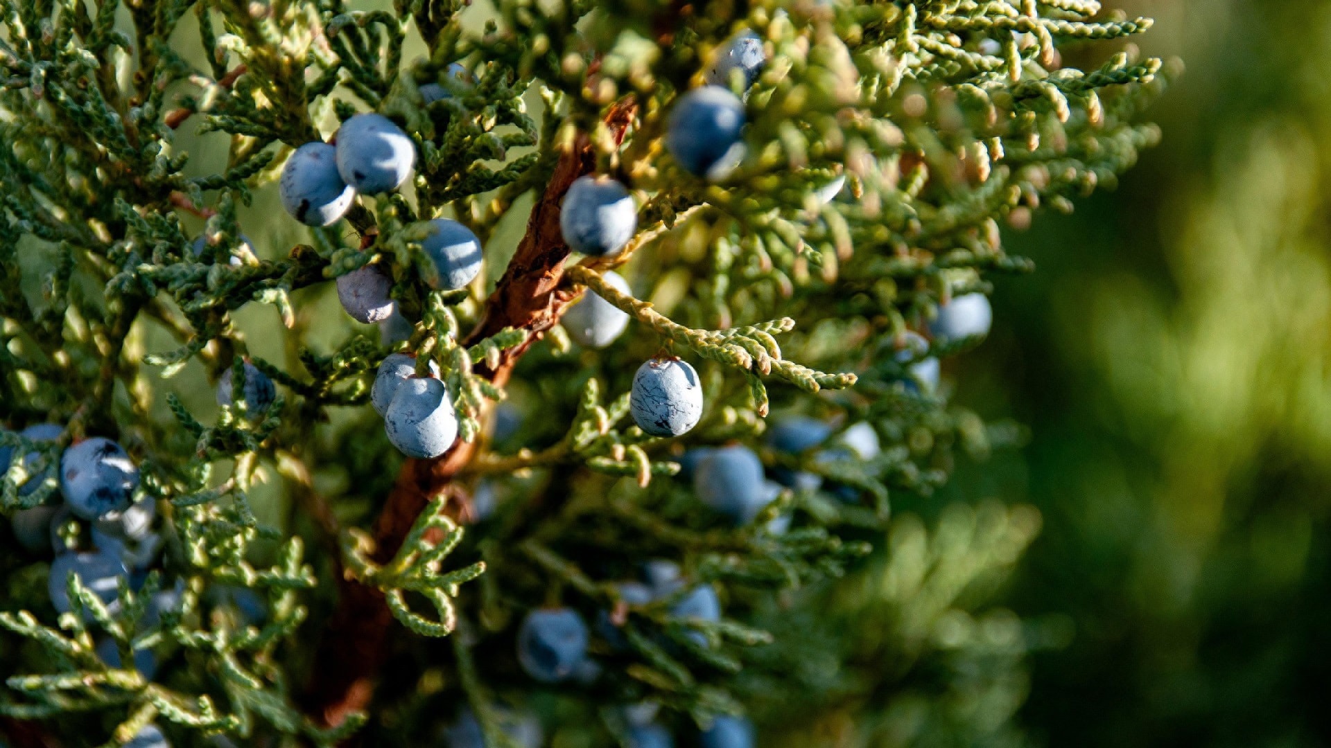 juniper-7660298_1920