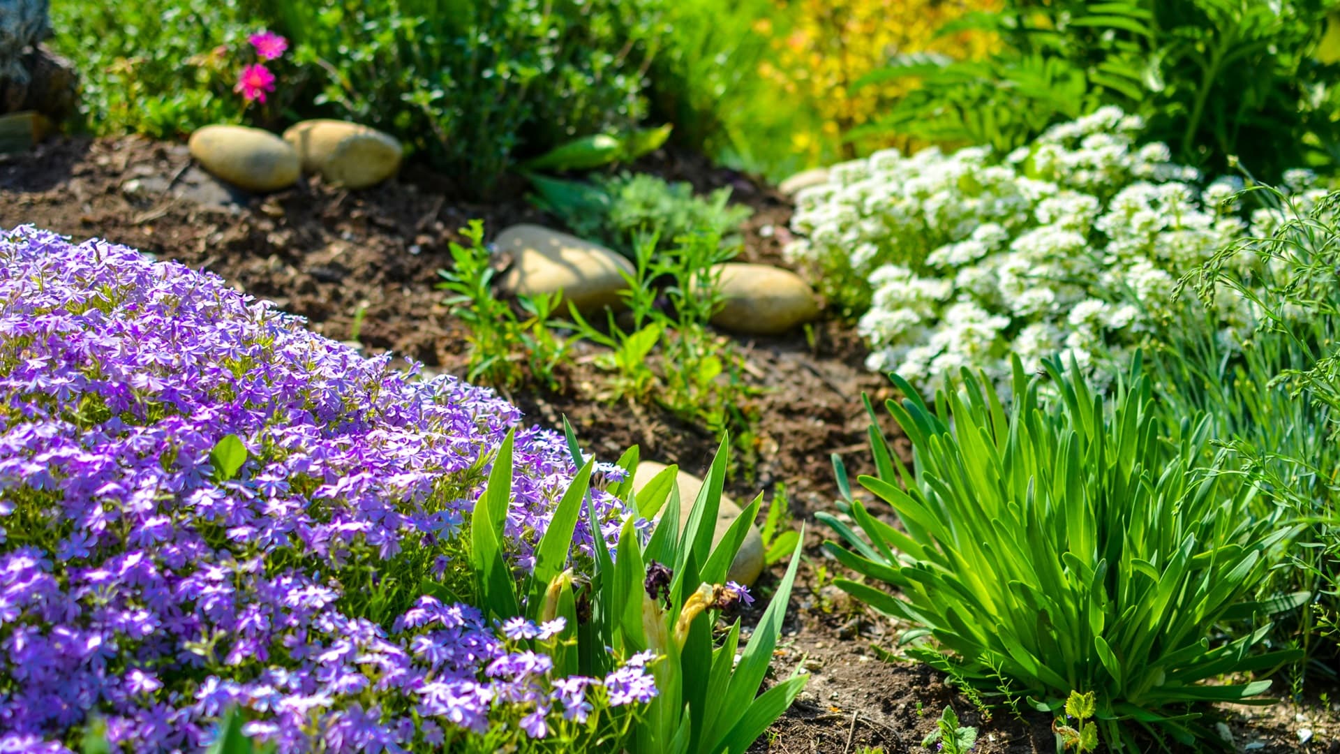 Perennat ovat puutarhan peruskasveja