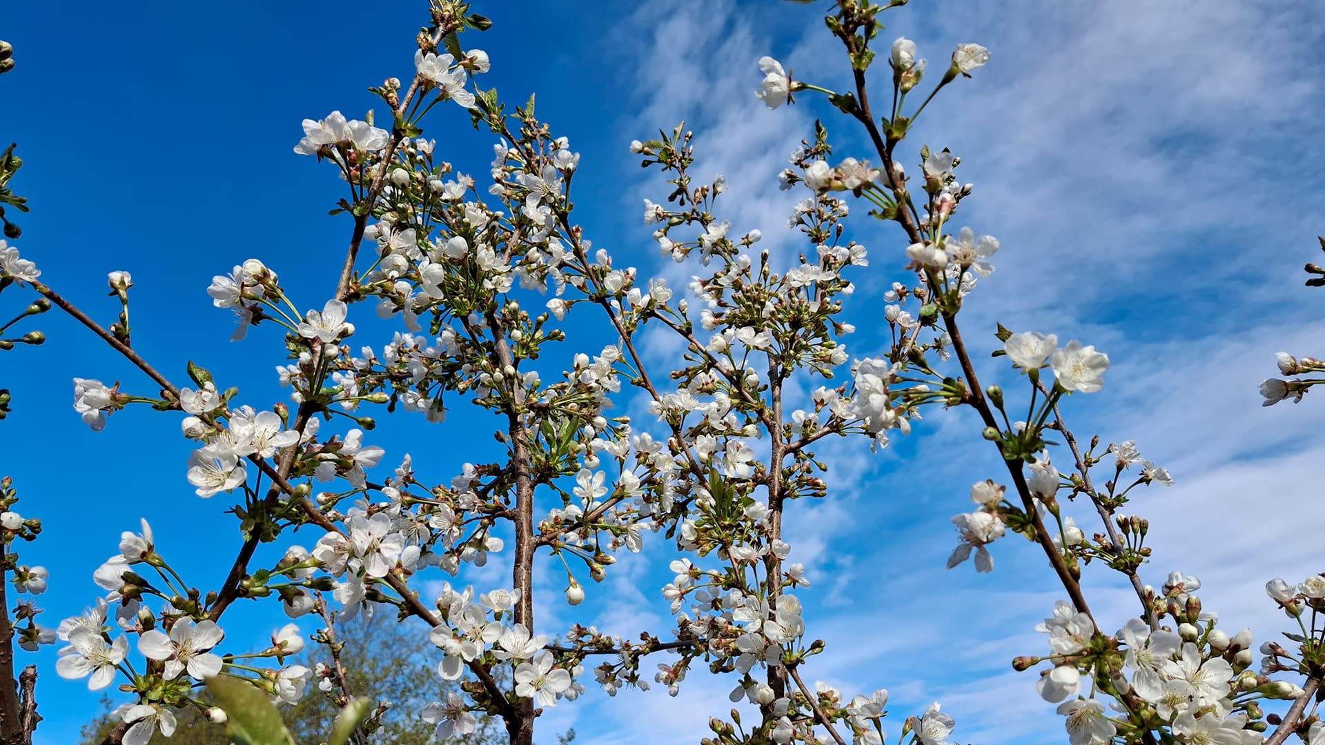 Istuta unelmien kirsikkapuu – hoida oikein, nauti kukinnasta ja sadosta