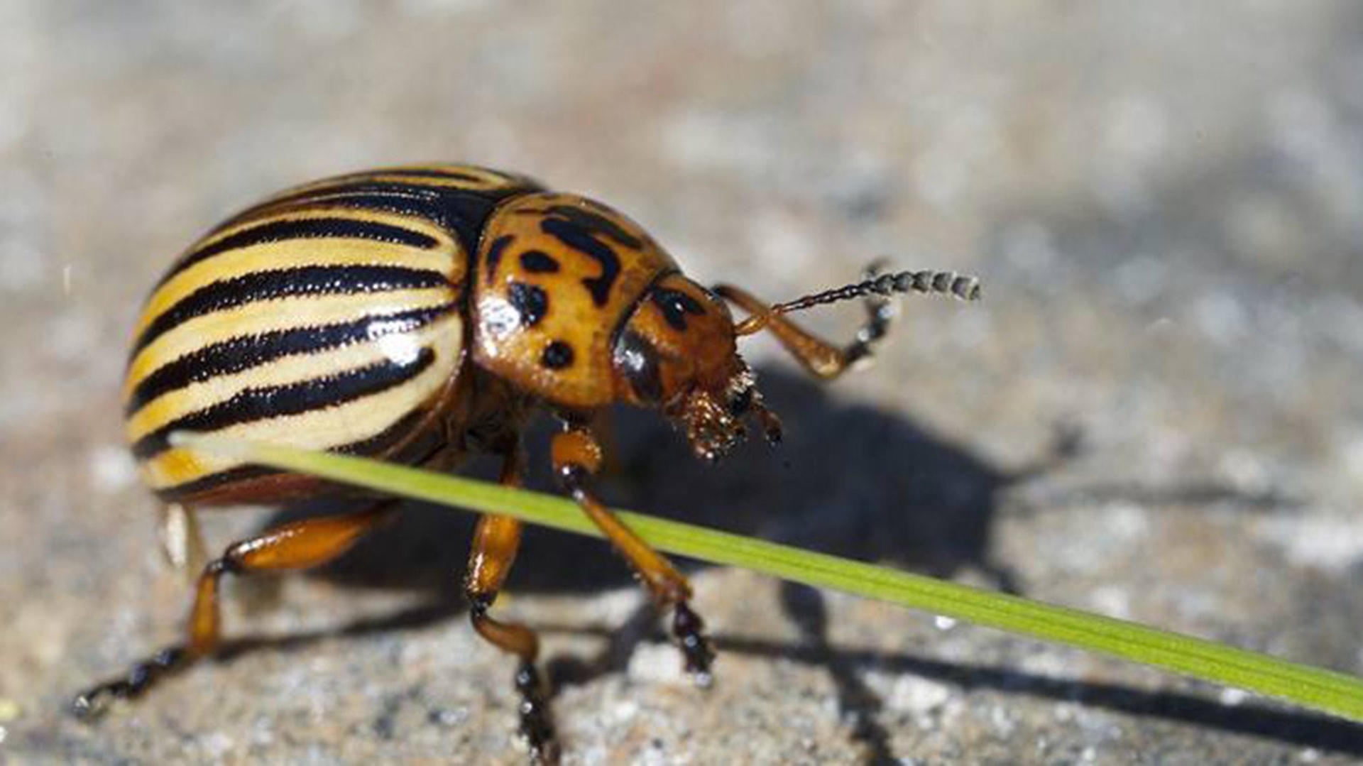 koloradoaikuinen_lauri_maenpaa_2