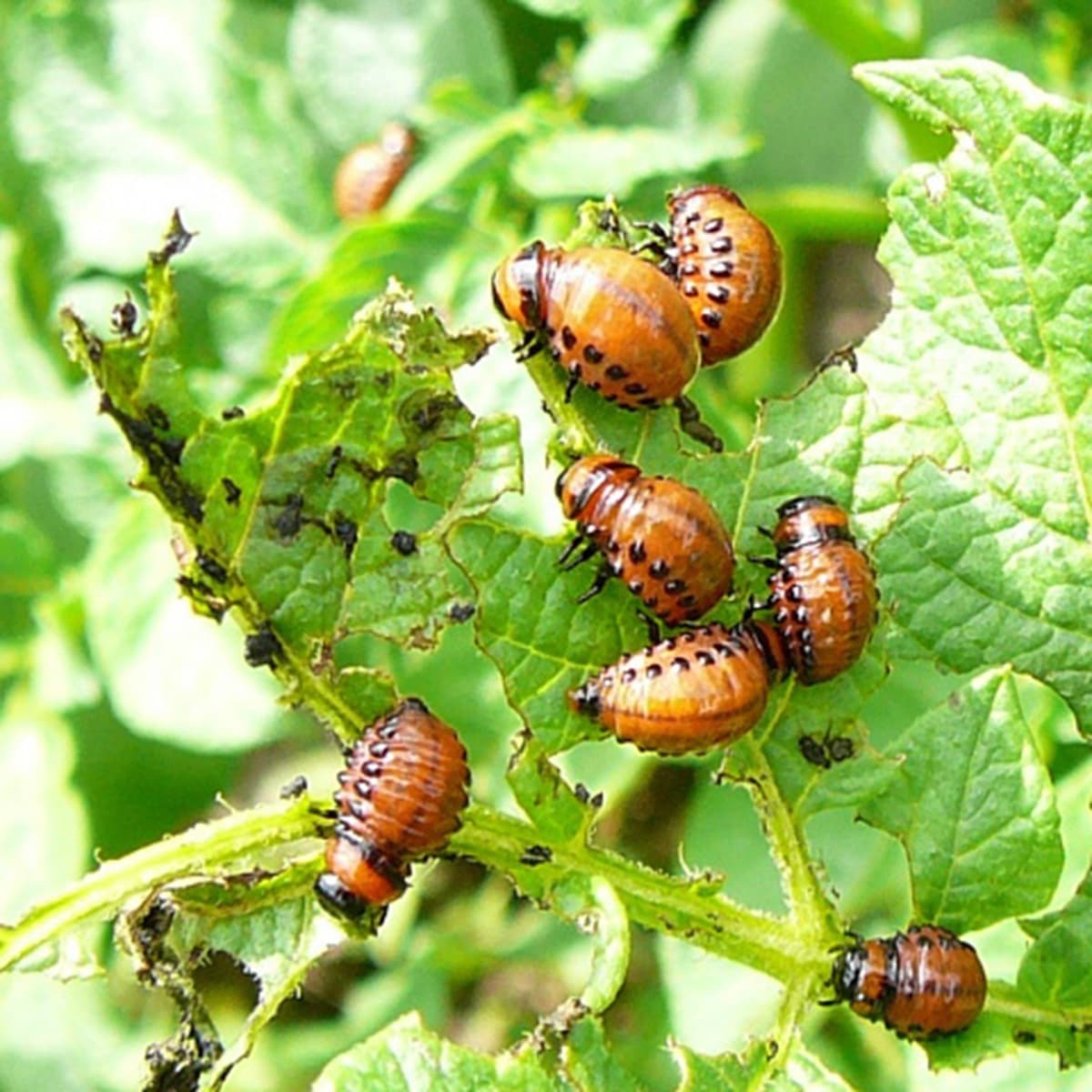 <p data-block-key="2mtfa">Koloradonkuoriaisten toukkia.</p>