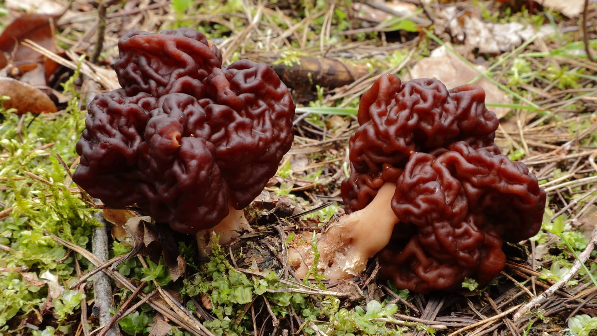 Korvasieni ‒ myrkkyä vai herkkua?