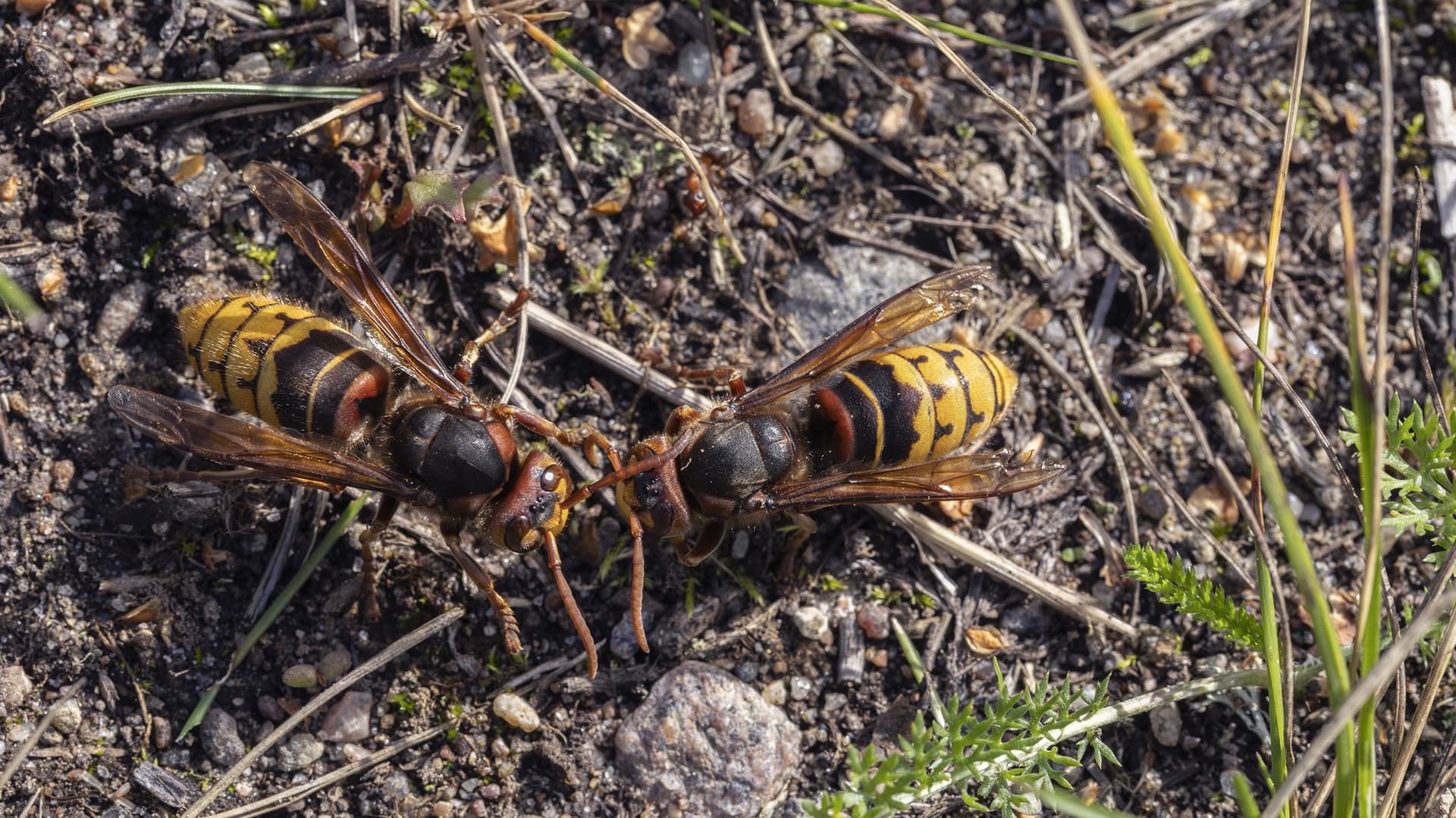 Vuoden 2025 hyönteiseksi on nimetty herhiläinen