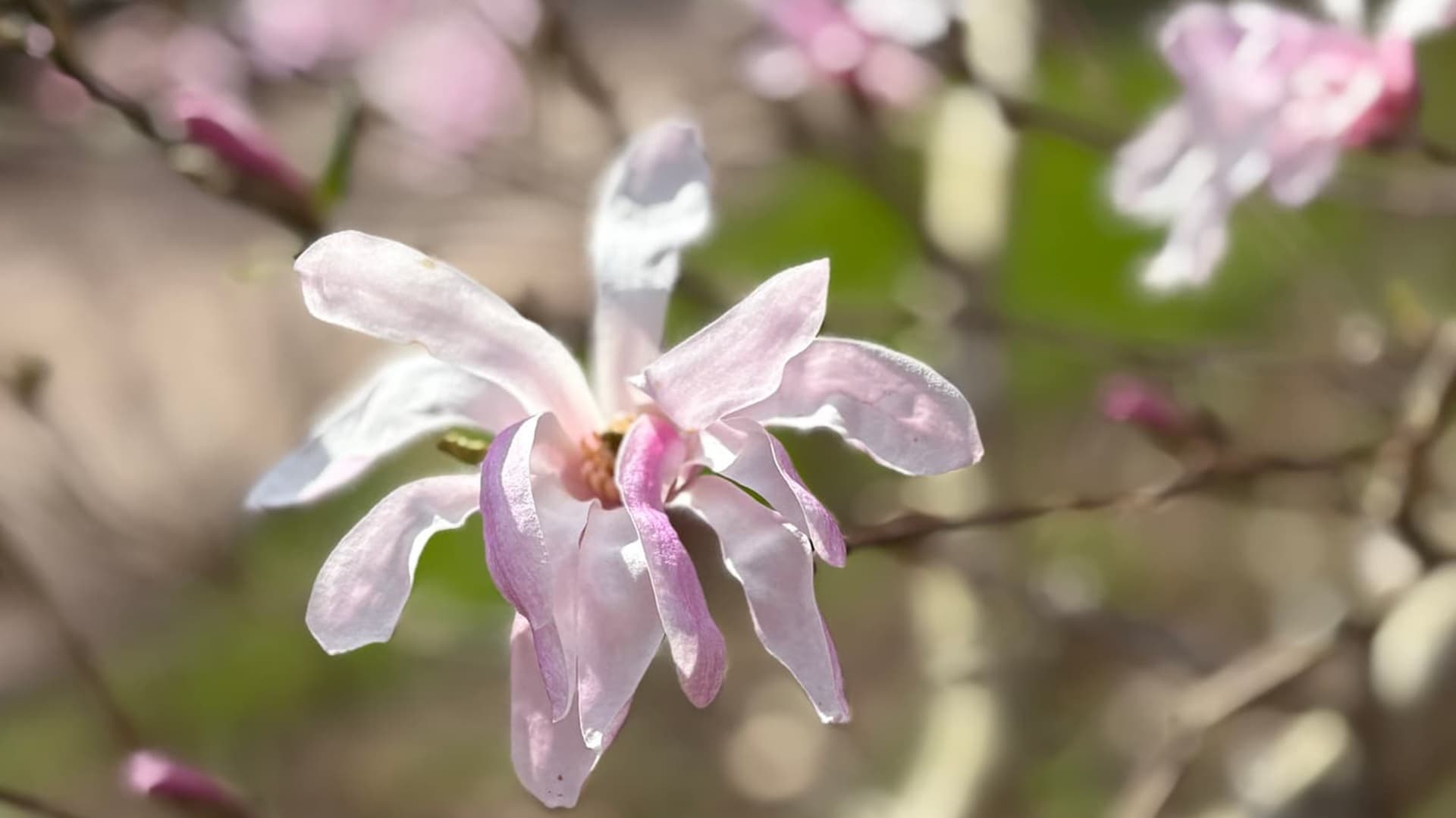 Viehättävät magnoliat säteilevät eksoottista tunnelmaa