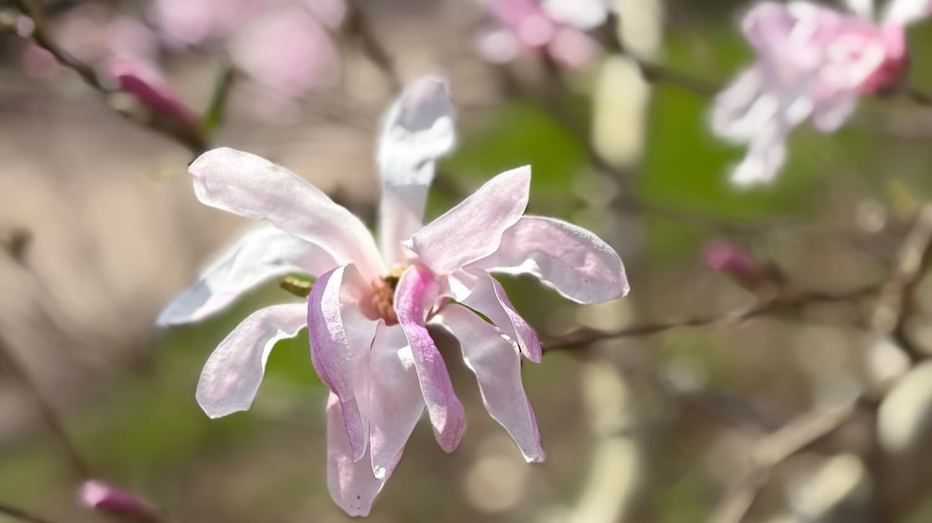 magnolia-loebneri-leonard-messel-artikkelikuva-tj
