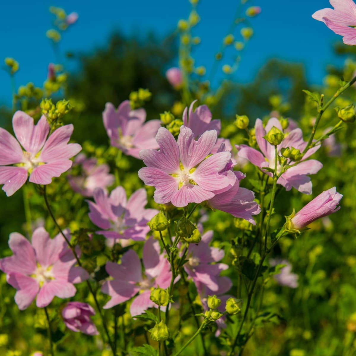 <p data-block-key="bldjy">Myskimalva, Malva moschata (kuva: iStock)</p>