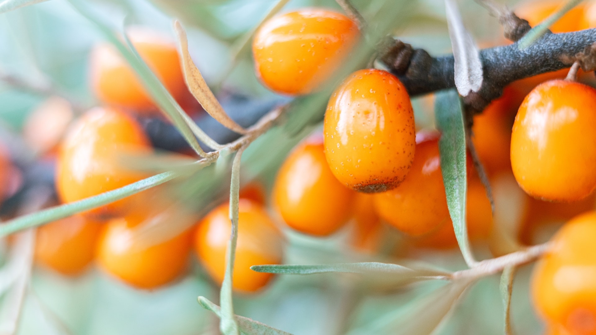 muoka-branch-of-sea-buckthorn-berries-close-up-a-lot