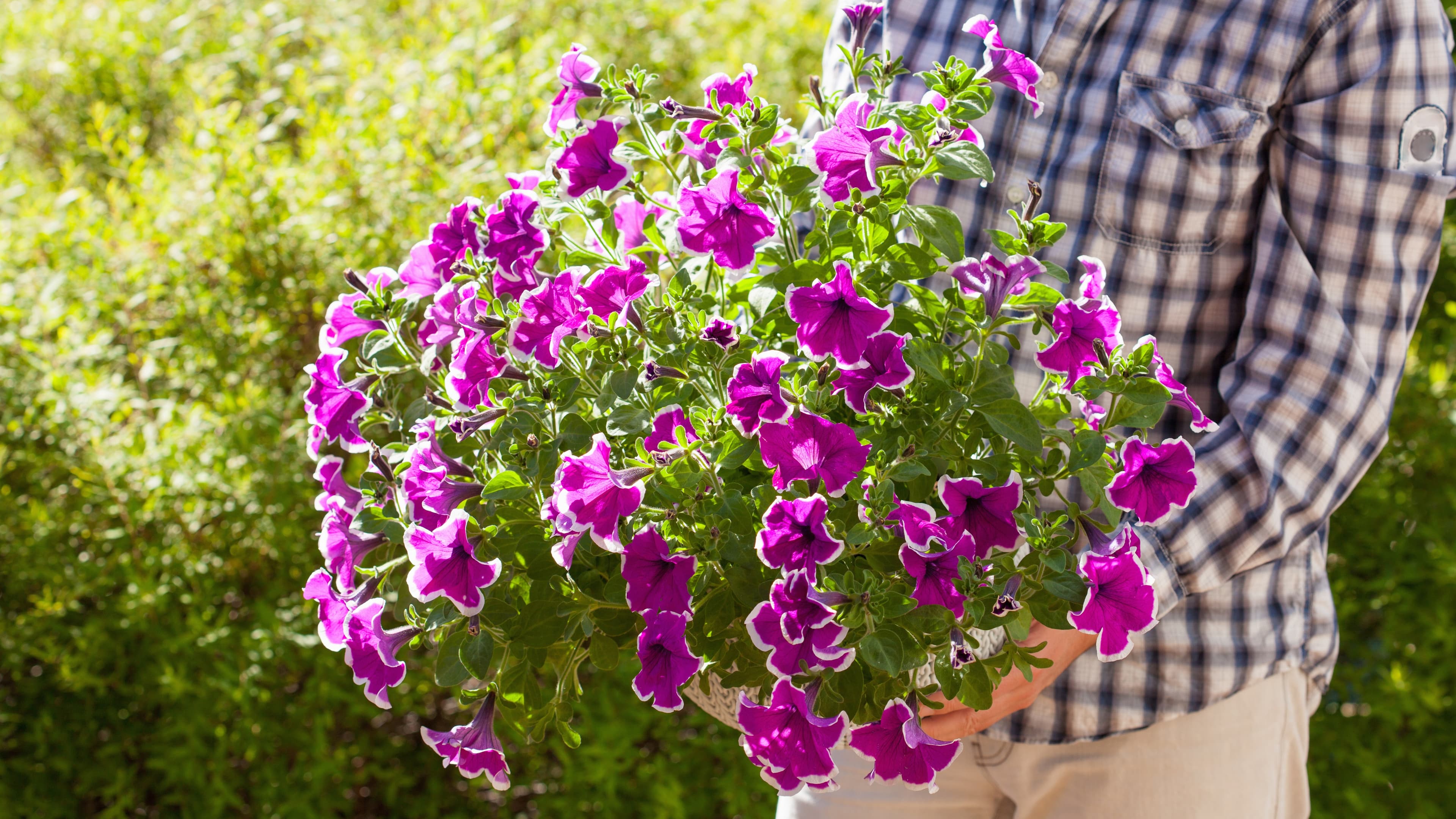 Amppelikukkia moneen makuun