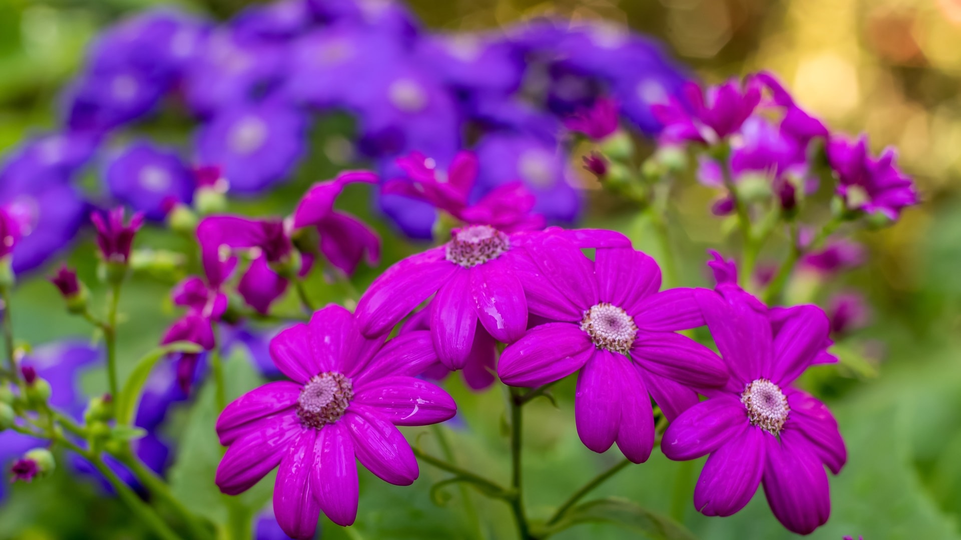muokpurple-pericallis-hybrida-cineraria-flowers-bloomi