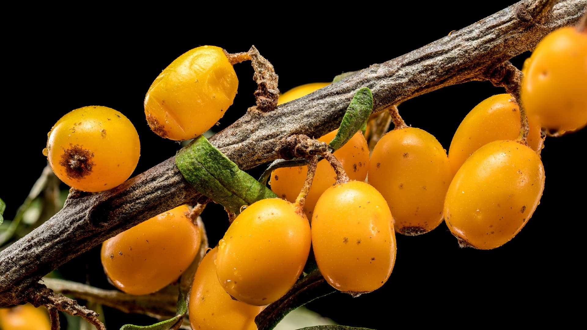 Tyrni on monikäyttöinen ja runsaasti C-vitamiinipitoinen marjapensas