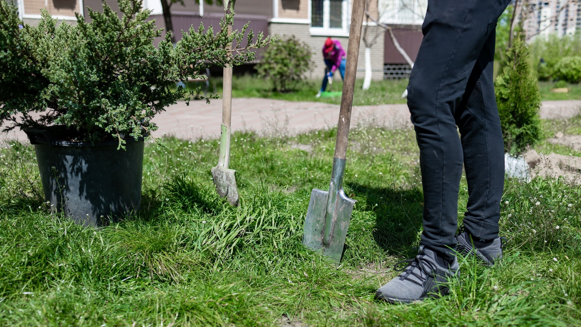 muokvolunteer-planting-a-tree-hands-with-a-shovel-dig