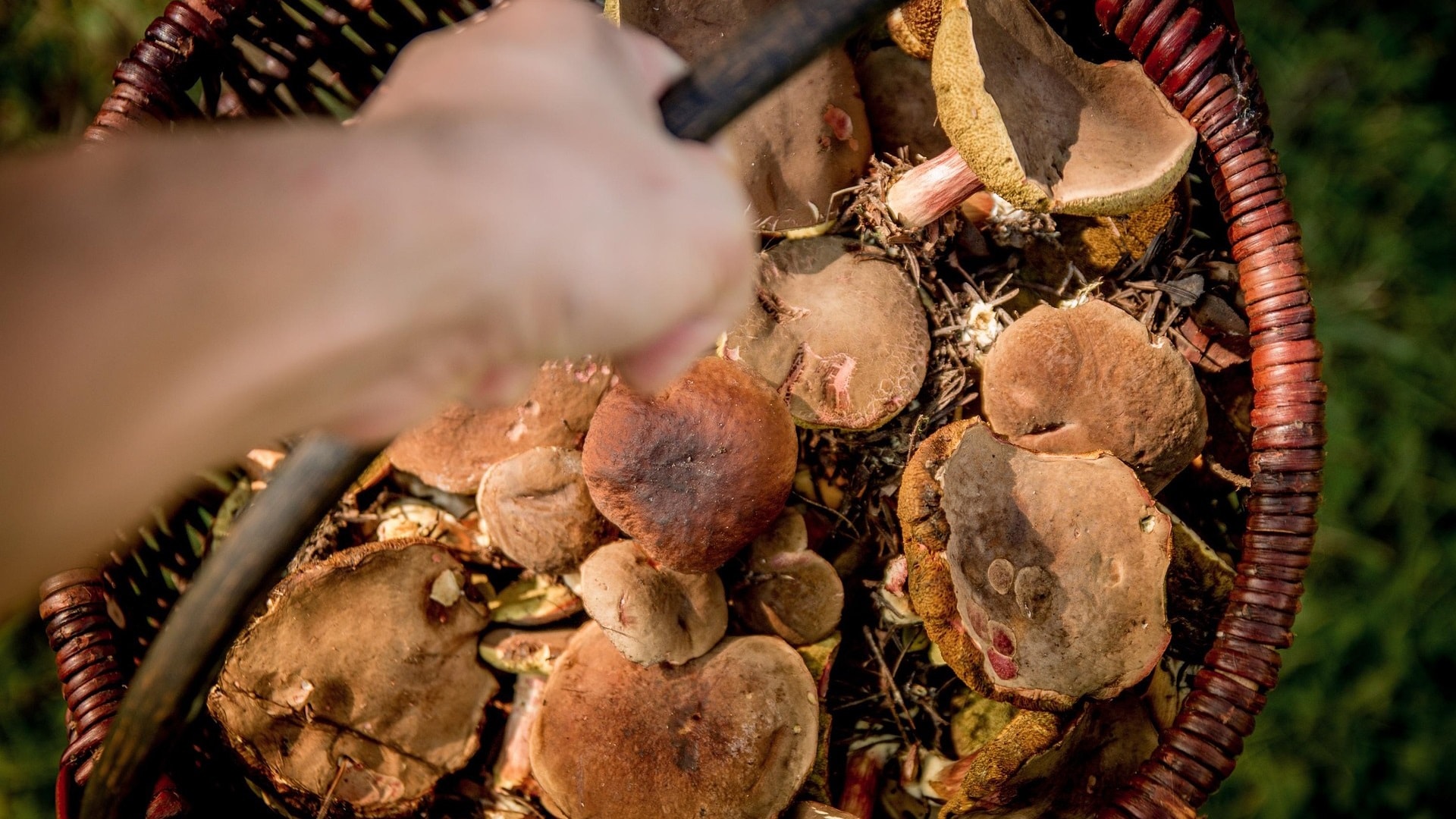 mushrooms-454174_1920