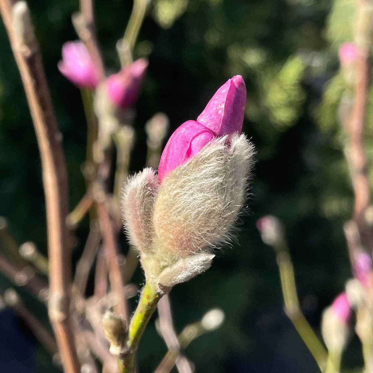 <p data-block-key="0nbji">Magnolia loebneri ’Leonard Messel’ valmistautuu kevään kukintaan – pehmeän nukan suojassa uinuvat nuput lupaavat pian puhkeavaa loistoa.</p>