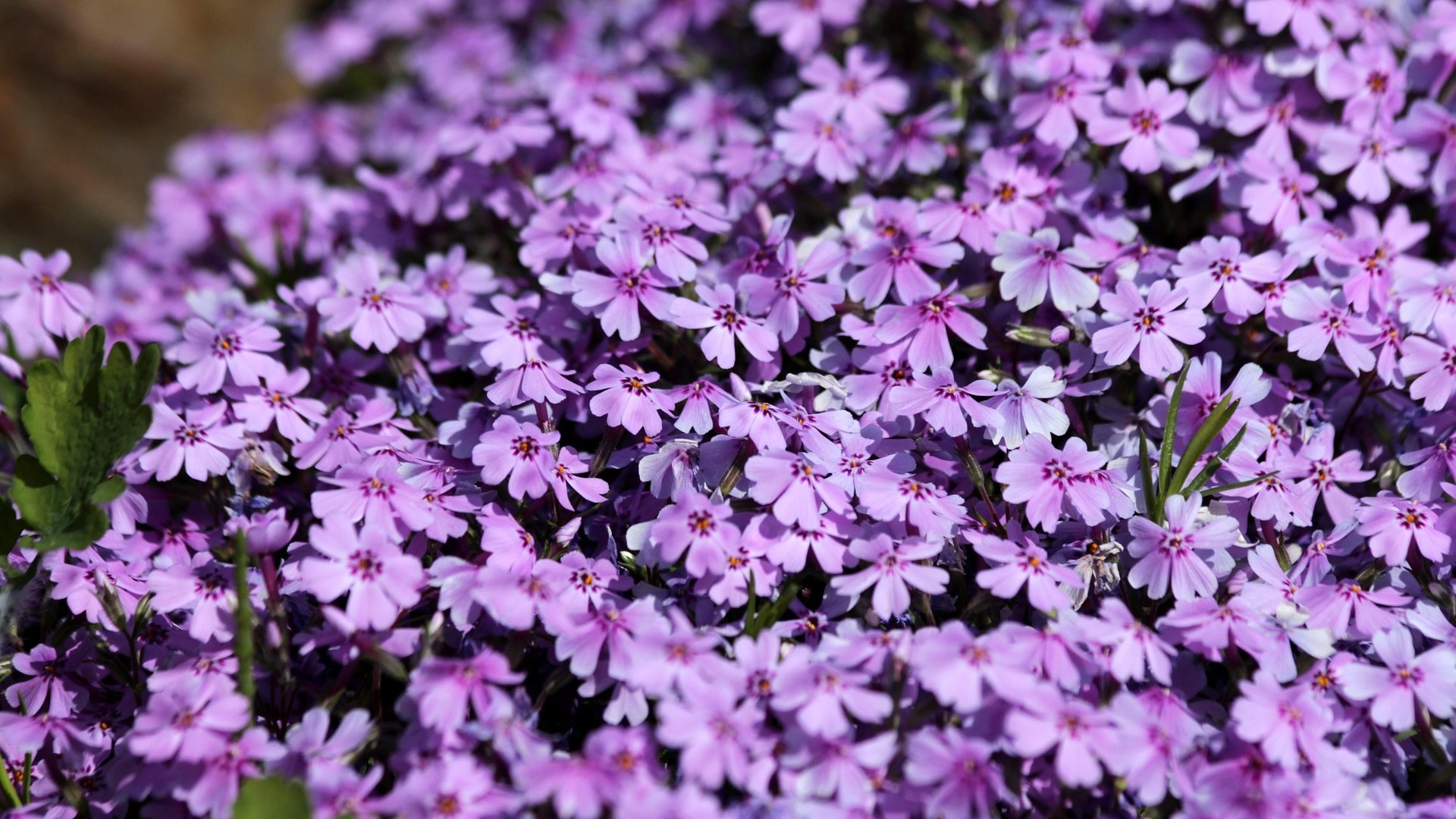 phlox-subulate-3641134_1920