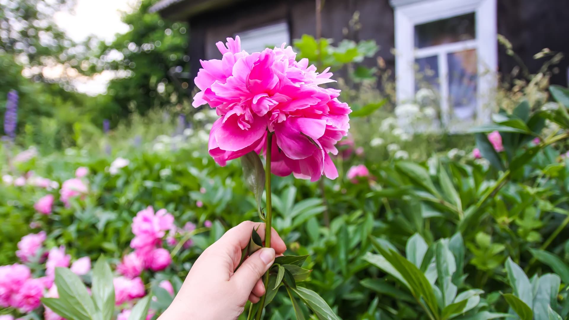 Voiko pionin leikata alas heti kukinnan jälkeen? Asiantuntija vastaa