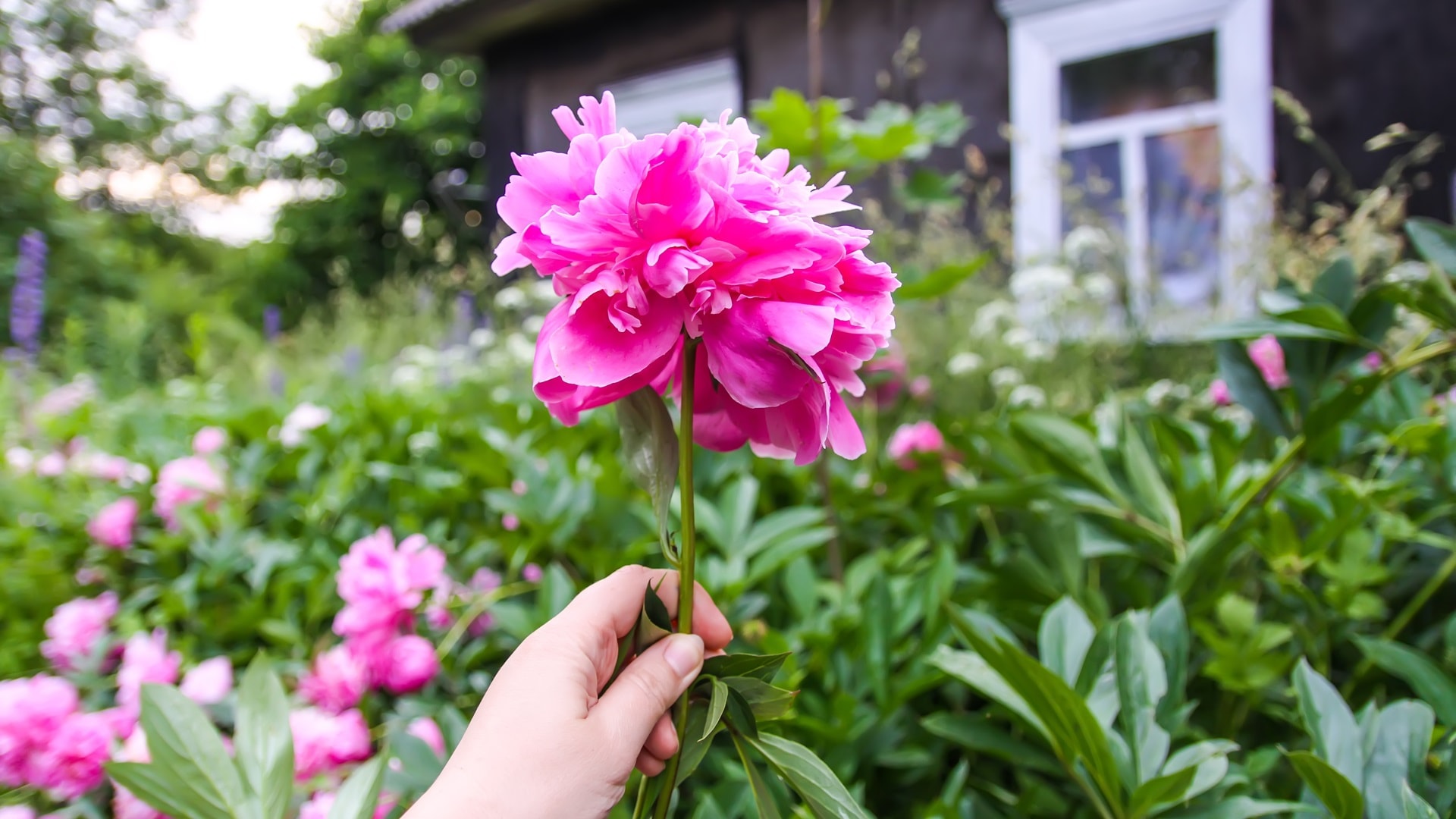 pink-peony-flower-in-a-hand-on-the-rural-house-bui-2025-02-10-09-51-09-utc