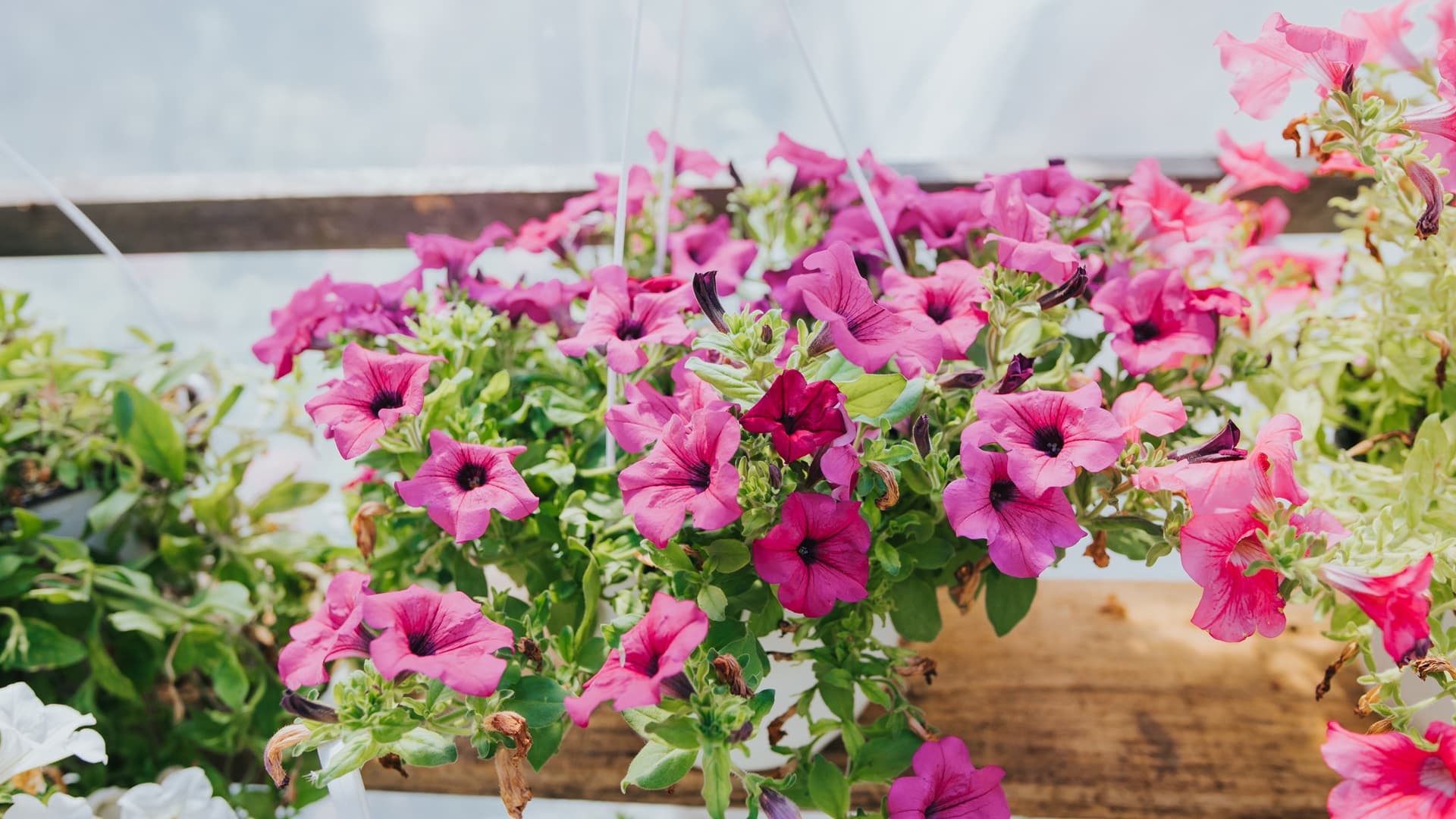 <p data-block-key="whbgk">Parvekkeen amppelikukat loistavat kesän väreissä ja houkuttelevat perhosia sekä pölyttäjiä. (Kuva: Envato)</p>