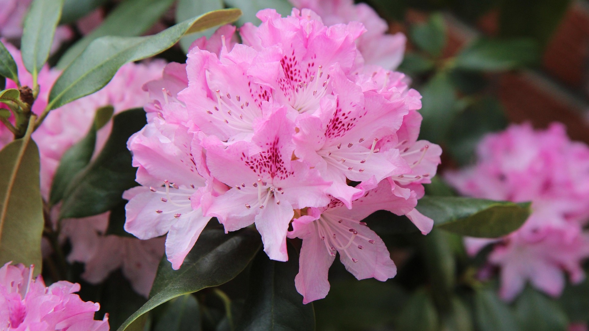 rhododendron-5063828_1920