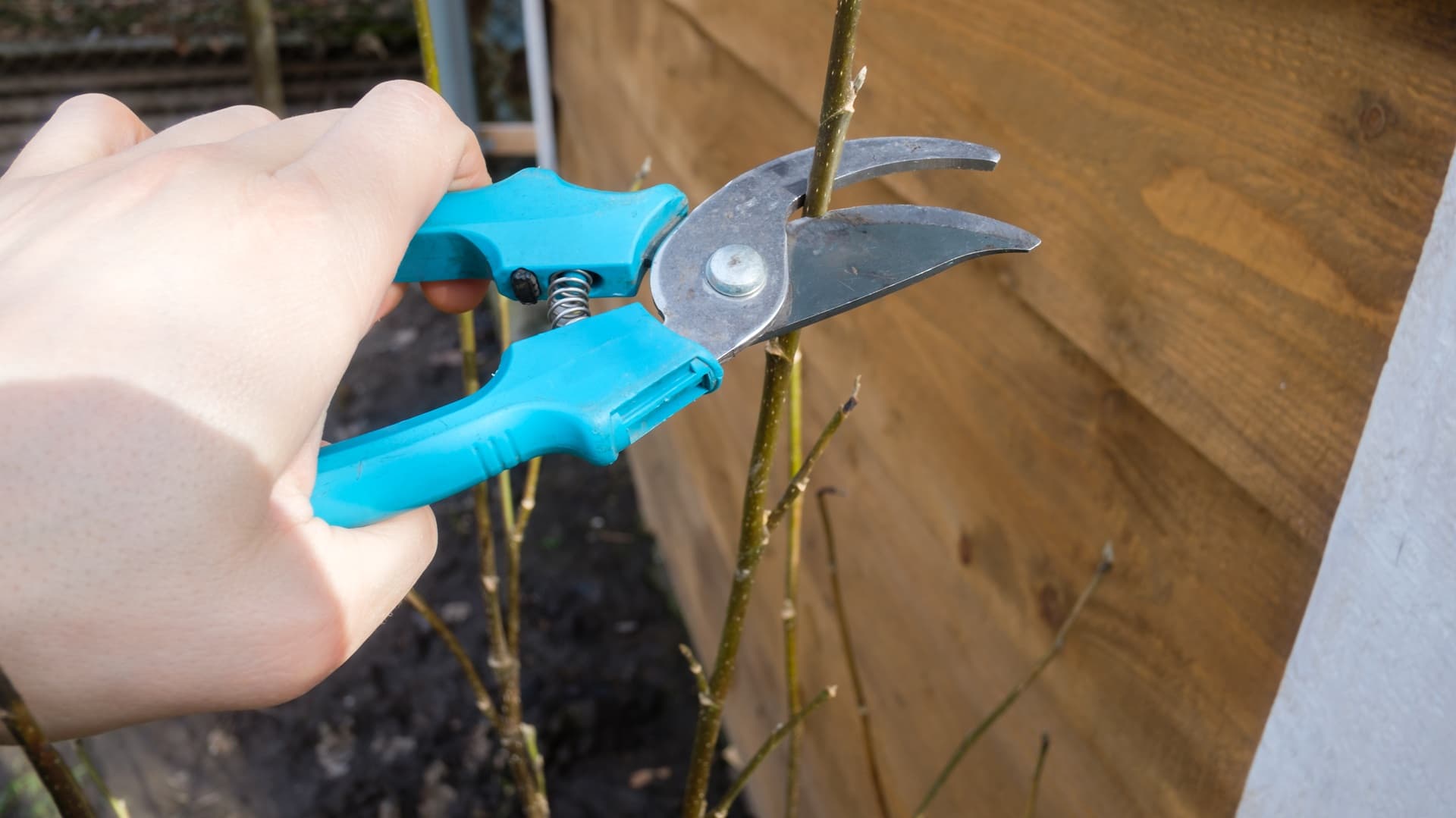 Kevätleikkaukset oikein – kasvit kiittävät oikeasta ajoituksesta