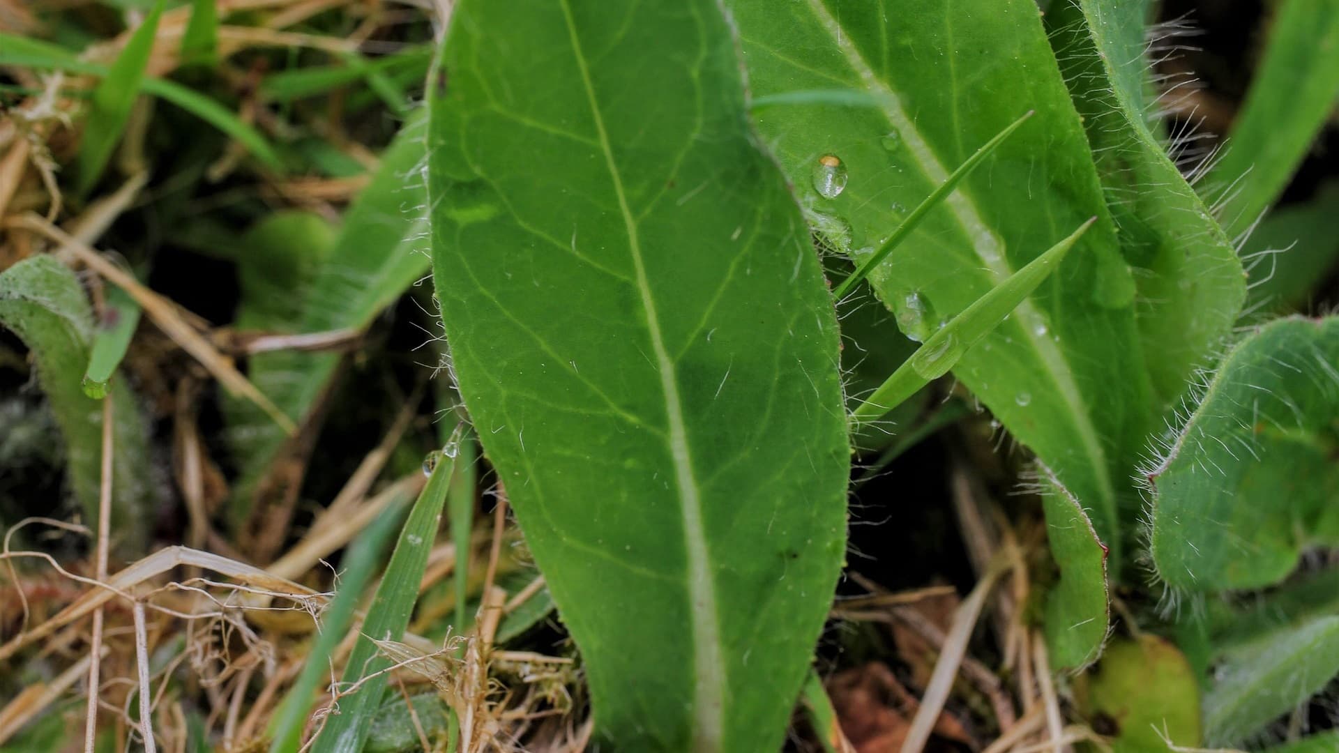 Miten pääsee eroon huopakeltanosta? Asiantuntija vastaa