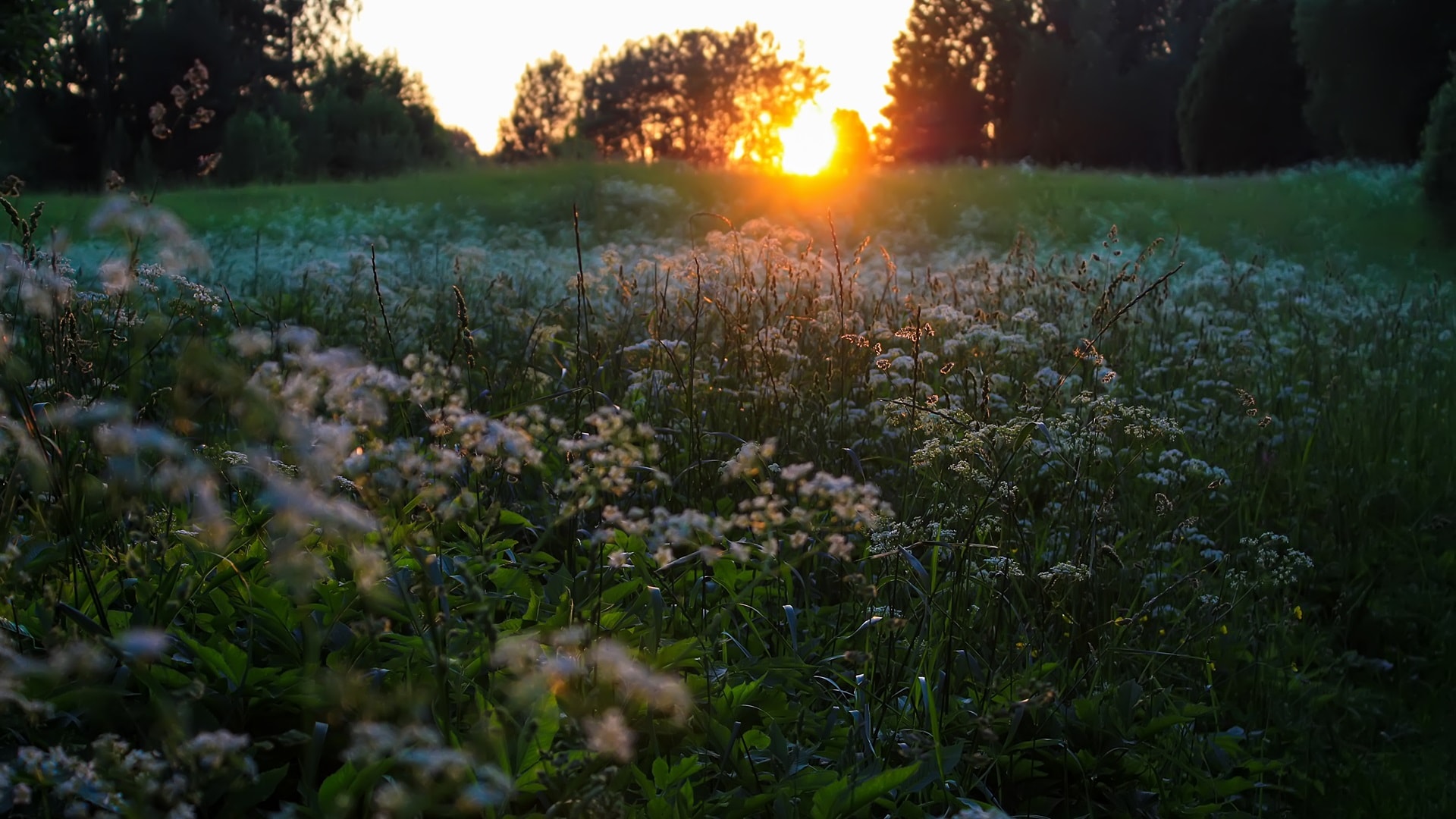 summer-sunset-light-above-the-green-field-in-count-2023-11-27-05-02-13-utc