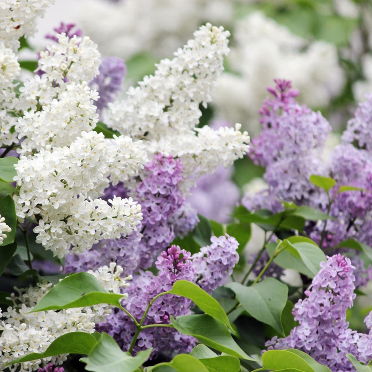 <p data-block-key="44b65">Pihasyreeni (Syringa vulgaris) tuo kesän tuoksullaan. Myös monet muut syreenilajikkeet tuoksuvat hurmaavasti.</p>