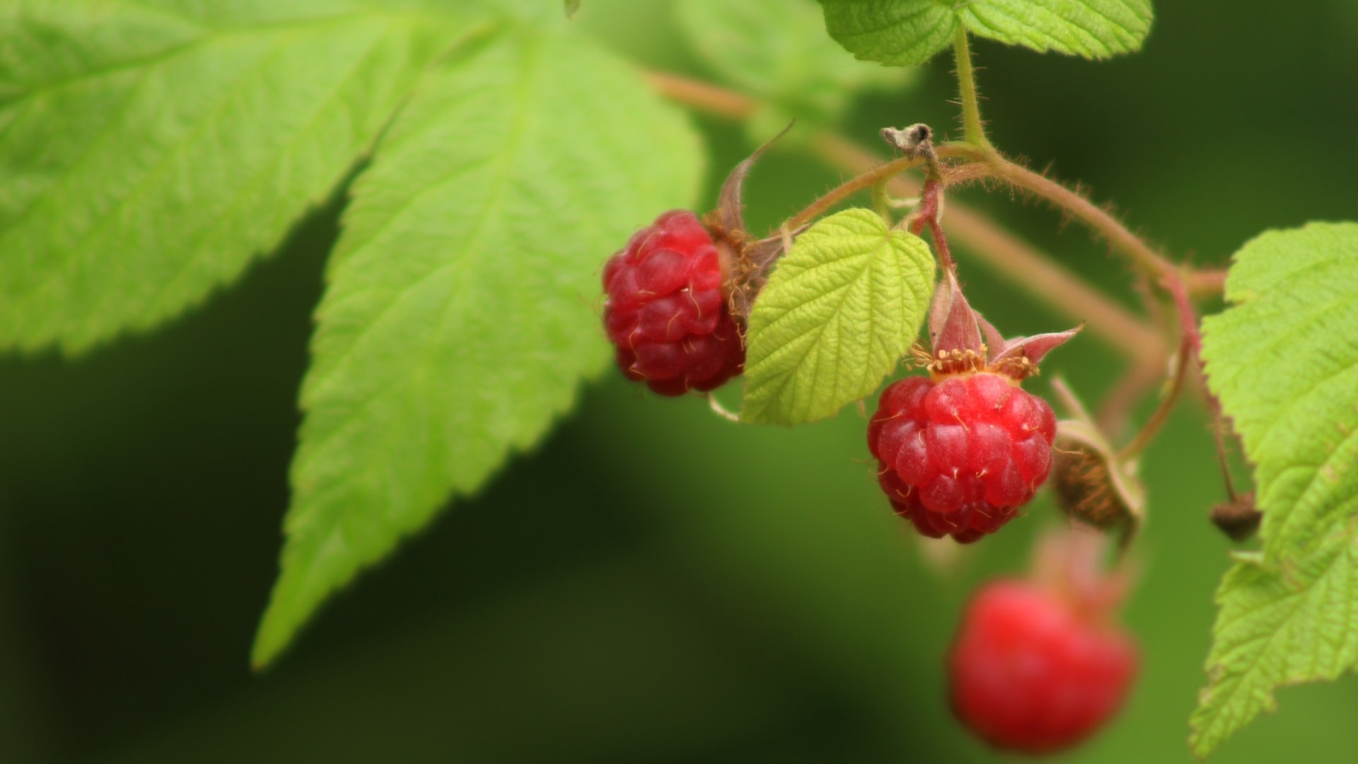 wild-raspberry-bush-2024-12-06-19-42-48-utc