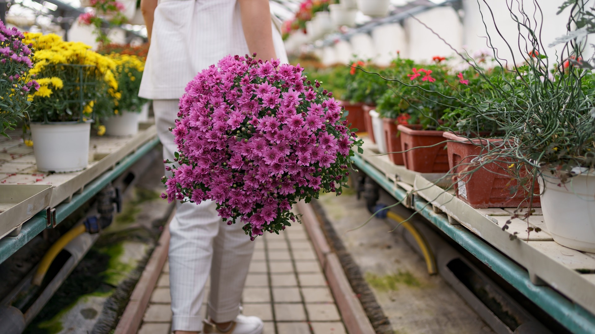 woman-holding-pot-with-flowers-walking