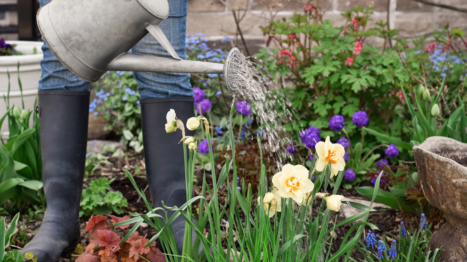 Kahdeksan kysymystä kastelusta: asiantuntija vastaa