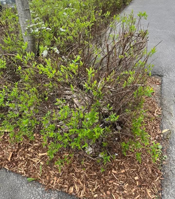 Norjan angervo viime keväänä.jpg