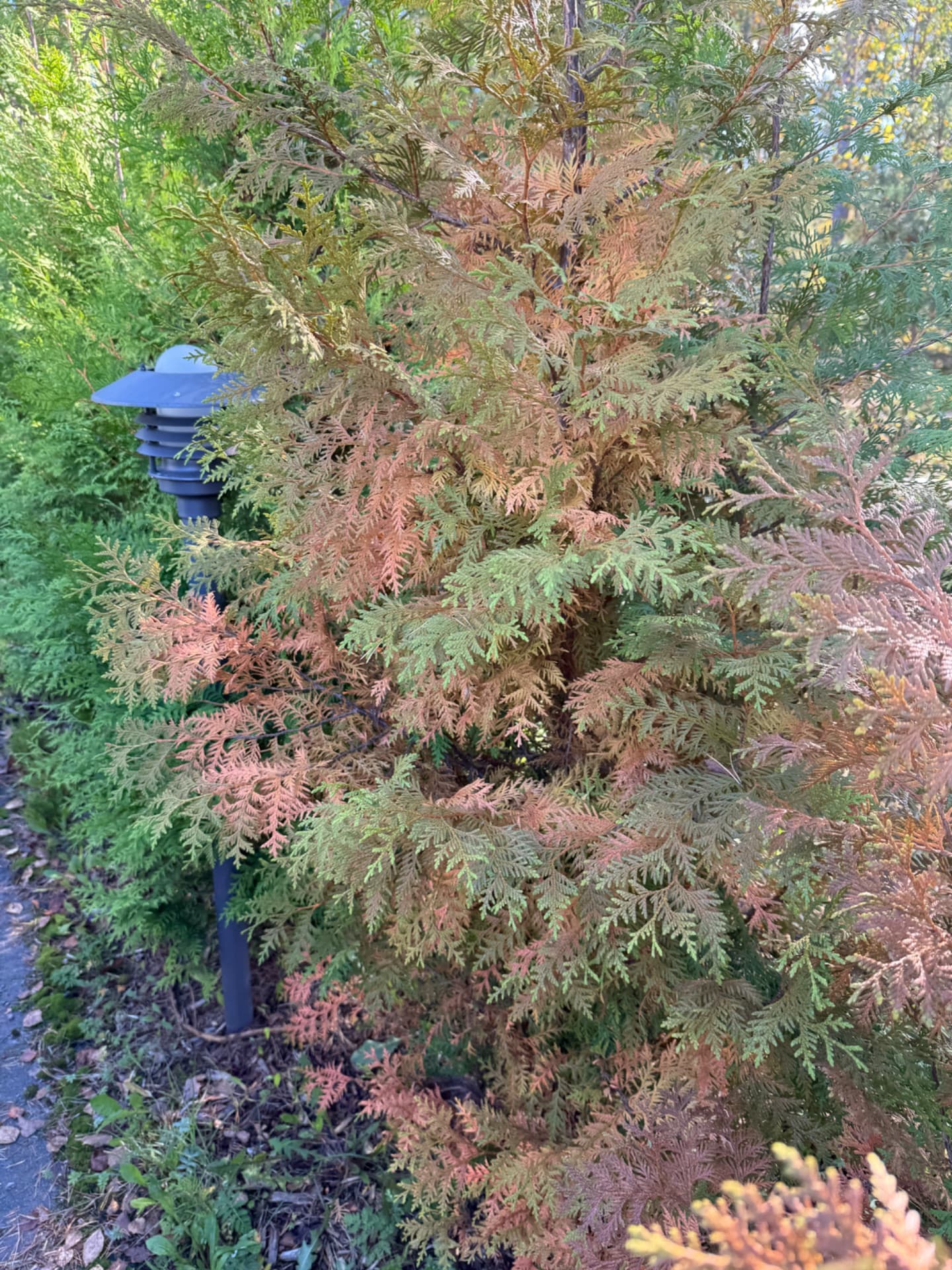 IMG_7009.jpg
